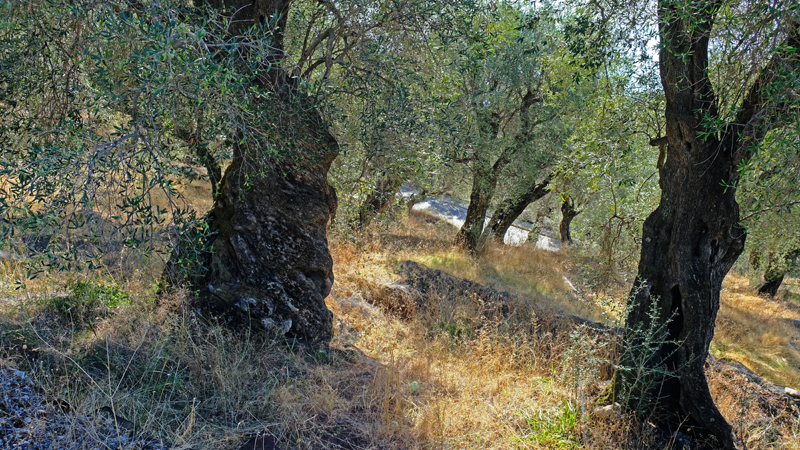 2017-10-12_095728 korfu-2017.jpg - Knoorige Olivenbume oberhalb von Pirgi